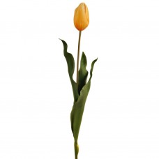 Flor Tulipán Holandés Haus