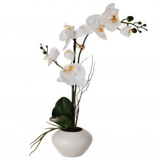 Arreglo Flor Orquídea con Maceta Blanca Haus