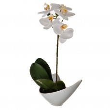 Arreglo Orquídea Blanca con maceta Haus