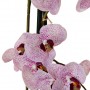 Arreglo Flor Orquídea Rosada con maceta Haus