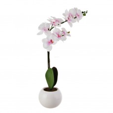 Planta Orquídea con maceta blanca