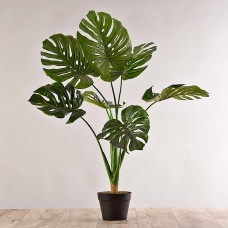 Planta Monstera con maceta negra Haus