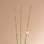 Juego de 3 ramas Bambú Tornillo Belinda Flowers