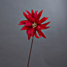 Flor Estrella de Panamá Belinda Flowers