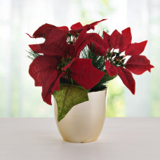 Planta Flor Navidad con maceta