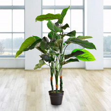 Planta con maceta negra Philodenrom Haus