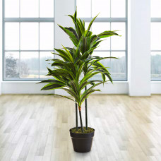 Planta Dracaena con maceta Haus