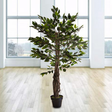 Planta Ficus con maceta Haus