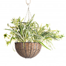 Planta cinta verde con maceta colgante Haus