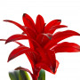 Planta artificial con flor roja / maceta Haus