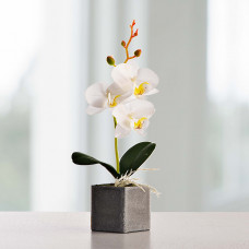 Mini arreglo orquídea con maceta Haus