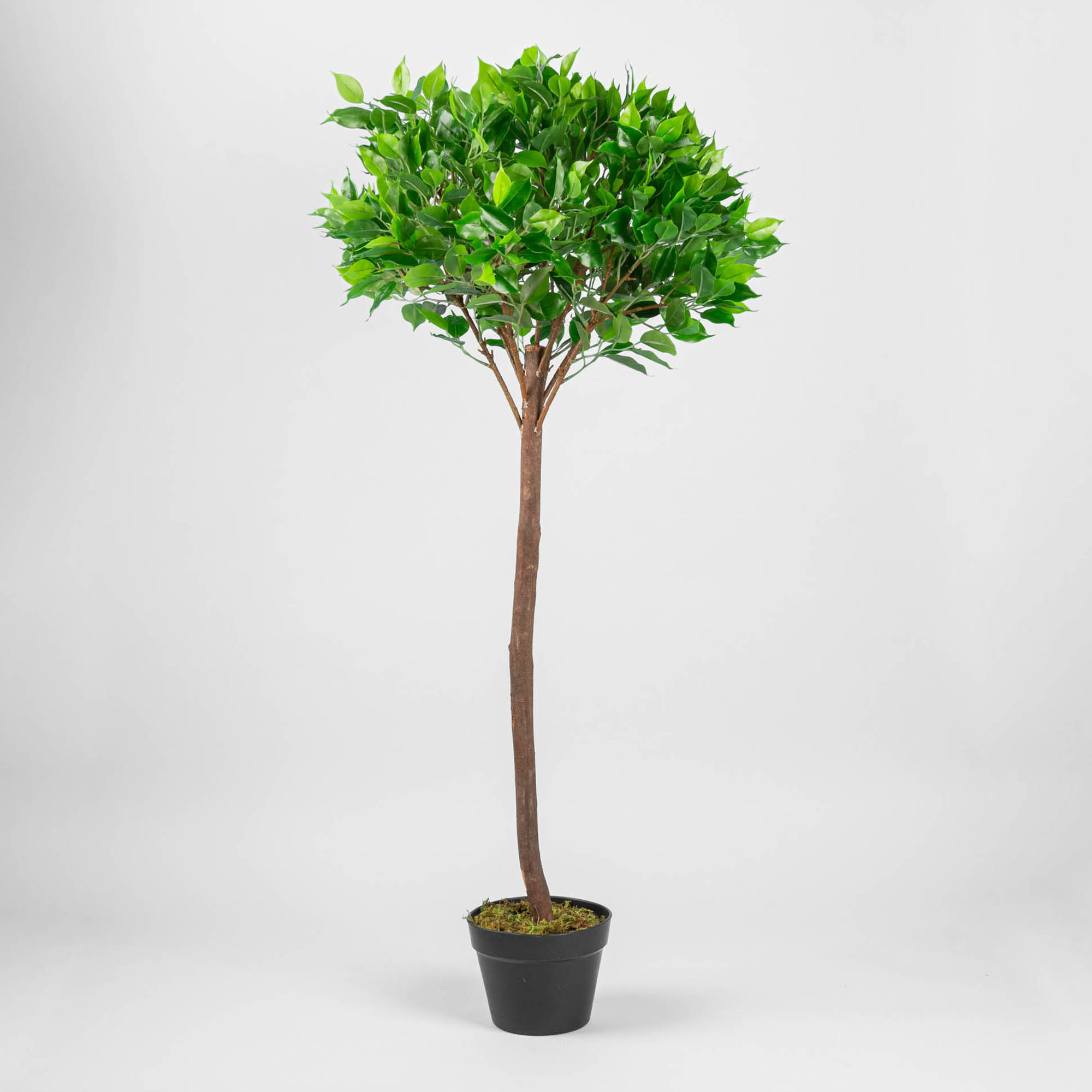 Planta Artificial Pequeña Ficus Benjamina con Maceta de Plástico Haus