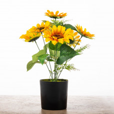 Girasoles 34cm con Maceta Negra de Plástico